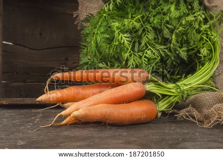 bunch of fresh carrots,Garden harvest