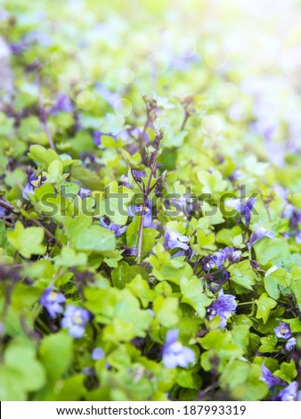Background of ground cover plant  with small blue flowers, toning