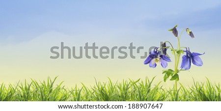 blue columbine flowers in garden grass, blue sky background, banner