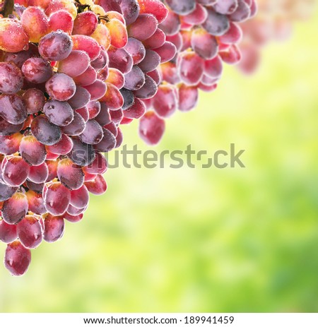 Red yellow grapes on sunny foliage, border
