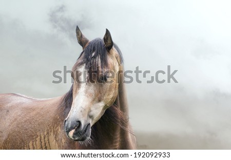 Portrait of horse in  mist in rain