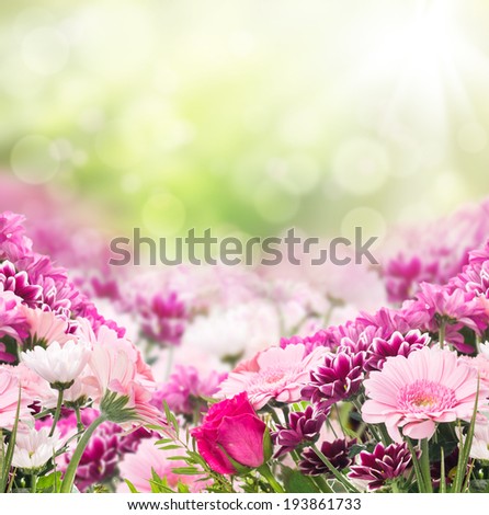Pink flowers on sunny background, floral border, copy space