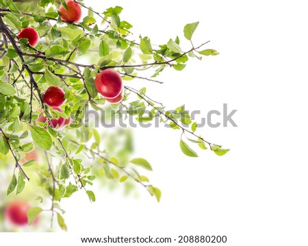 Similar – Image, Stock Photo Plums from the garden