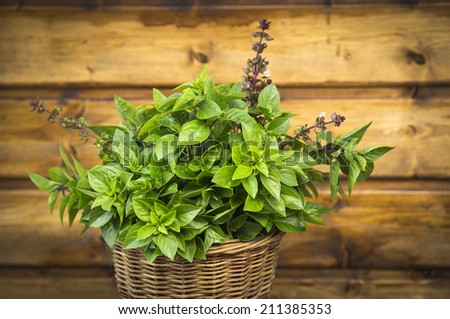 Thai Basil bunch in basket on old wooden background