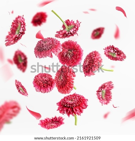 Similar – Image, Stock Photo Beautiful flying pink marguerite flower and petals at white background. Floral levitation