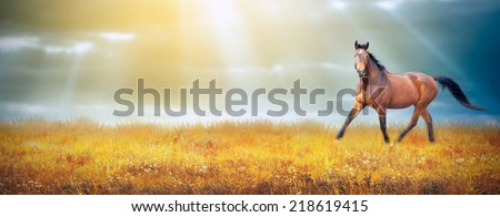 Bay horse running trot on autumn field on sky background with sun rays, banner