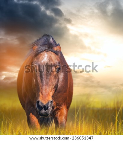 angry horse with ears laid back in a field at sunset