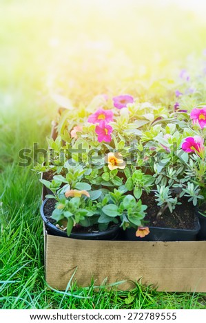 Summer garden flowers in cardboard box on green grass, outdoor