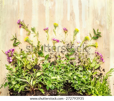 ground cover plant with root and blooming  on rustic wooden background, top view