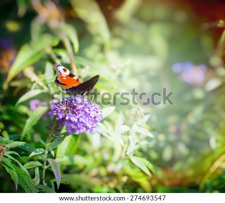 beautiful butterfly on butterfly bush over blurred flowers garden background