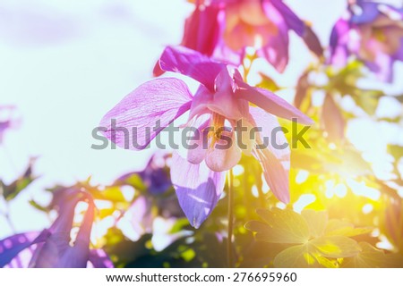 Columbine flowers in sun shine, close up