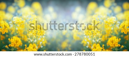 Summer or spring yellow flowers blooming, banner for website