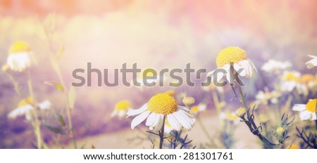 Wilde daisies on sunset light nature background, banner for website, toned