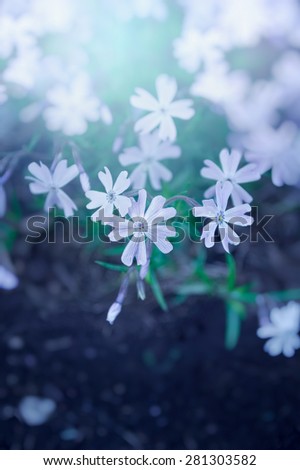 Light blue flowers on soil background in morning light, outdoor