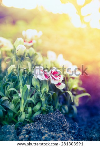 Pretty carnation flowers in sunset light in garden bed, outdoor