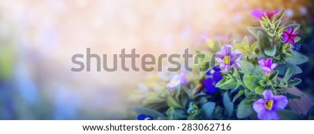 Purple petunia flowers bed on beautiful blurred nature background, banner for website with garden concept, toned