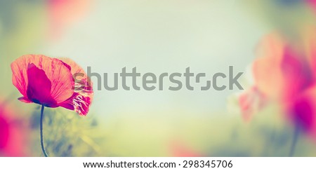 poppy flowers on blurred nature background, banner for website