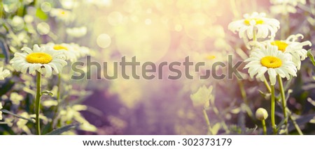 beautiful garden daisies on nature background, banner for website. Retro toned
