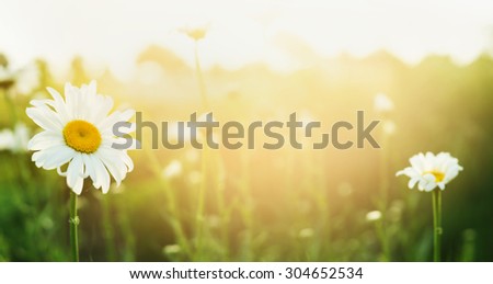 Summer nature background with daises and sunlight, banner for website