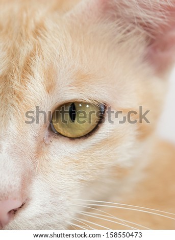 Orange cat face isolated on the white background