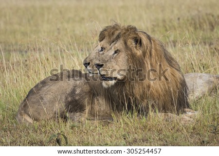 Lions Side-by-Side