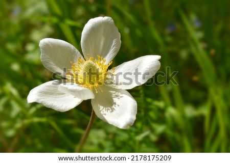 Anemone anemone, Anemone nemorosa, spring herb on green background, simple white flower with six petals Imagine de stoc © 