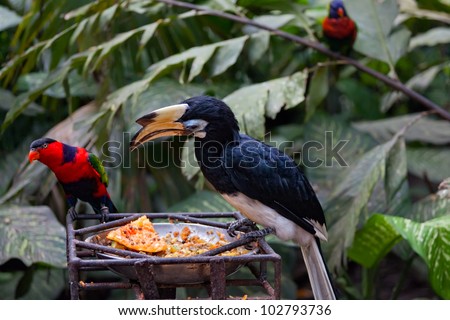 Exotic birds at a feeding trough in Park of Birds to Bali