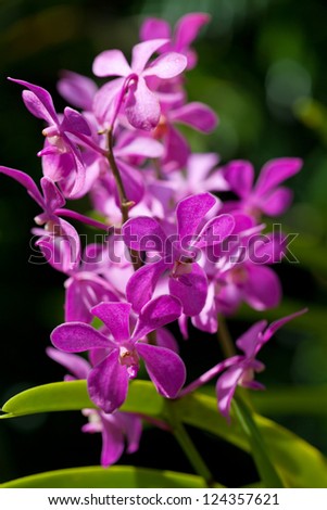 exotic orchids growing on island Bali