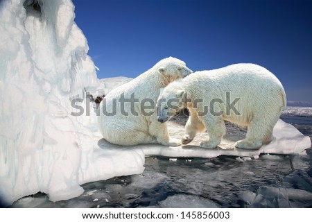 Two white polar bears on ice floes