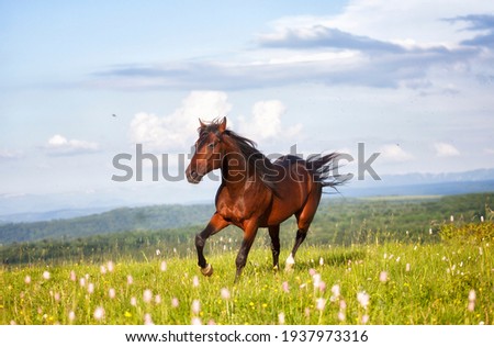 Arab racer runs on a green summer meadow on sunny day