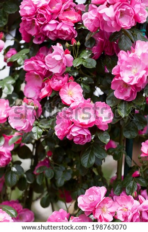 Beautiful red roses for vertical gardening