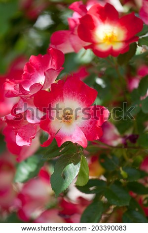 Beautiful red roses for vertical gardening