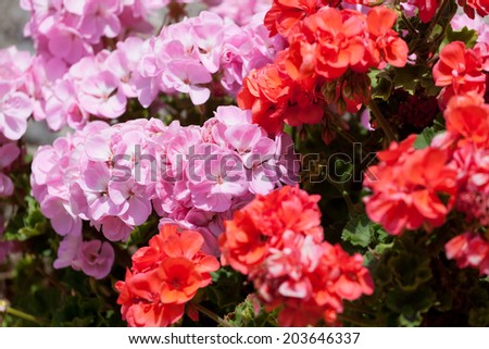 Flowers of a red and pink  geranium close up