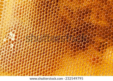 Bee honeycombs filled med close up as a background for design