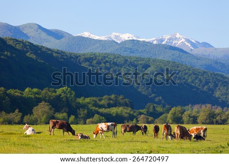 herd of cows is grazed on a summer pasture against snow-covered mountains in a sunny day