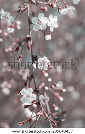 Branch of the blossoming cherry close up, toning