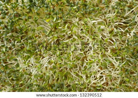 Organic and raw alphalpha sprouts on white background. Can be used as background.