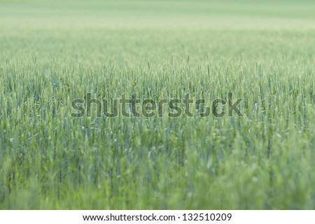 Green wheat grass crop.