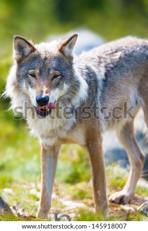 Close up of a wolf in the norwegian summer forest. Standing with his tongue out and after eating.