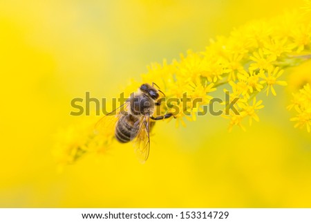 Bees are flying insects closely related to wasps, ants. Known for their role in pollination and producing honey beeswax.