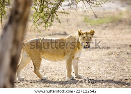Large lion walks in Serengeti Africaa