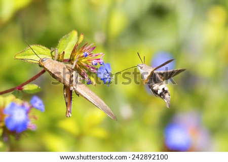 Flying Hummingbird hawk-moth and grasshoppers