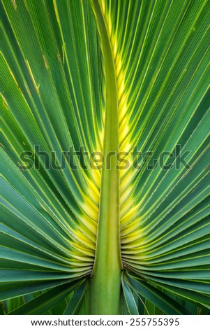 Abstract detail of a beautiful green and yellow palm leaf of bismark palm tree.