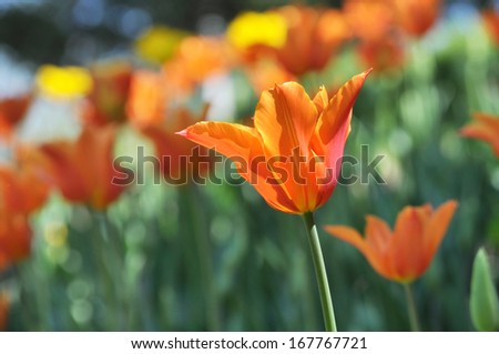 beautiful crown tulips