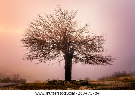 Abandoned and lonely tree in mountains shrouded in mist