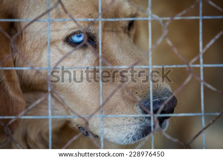 Sad stray dog with bi-color eyes, behind bars