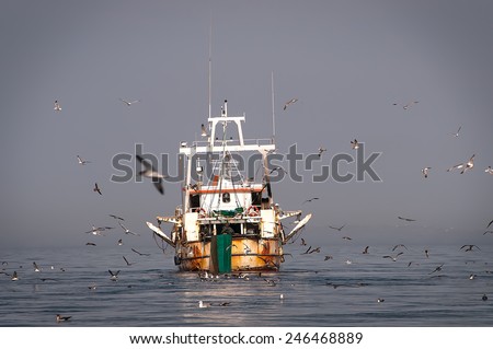 Fisher boat on a calm sea, surrounded by many seagulls