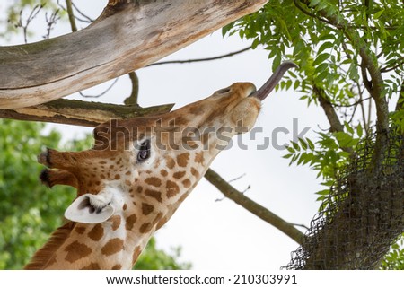 Giraffe with tongue to the leafs