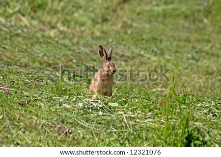 Young rabbit sitting in the grass like a easter rabbit