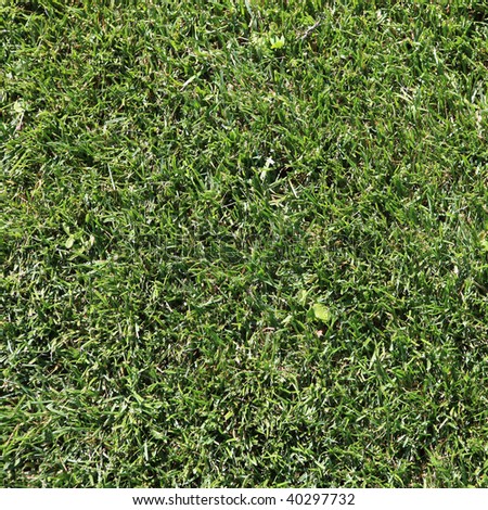 Detail view of a fresh cut Grass Field
